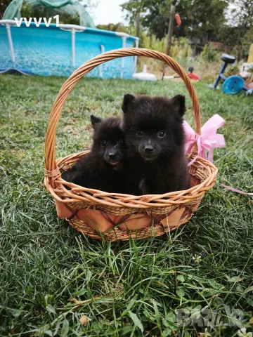 Померан Померани