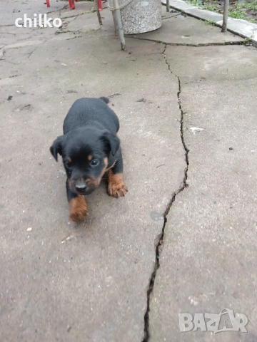 ягдтериер, снимка 12 - Ягдтериер - 52787759