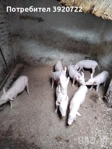 продава малки прасета