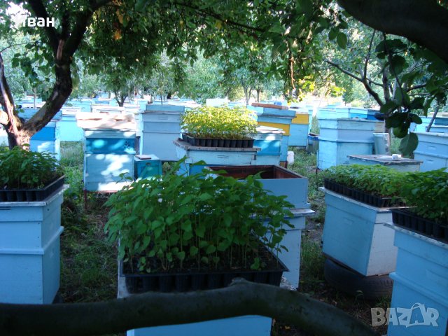 Пчелни семейства, ДБ, снимка 6 - За пчели - 39910963
