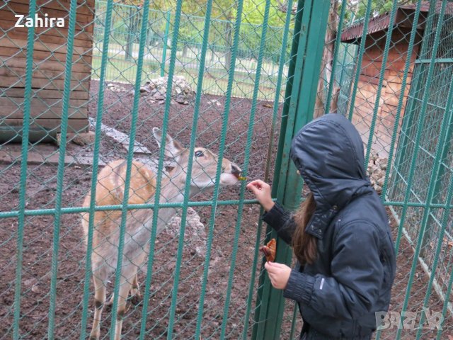  якета , снимка 9 - Детски якета и елеци - 24281449