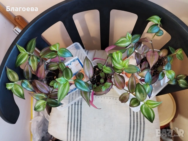 Традесканция 3 бр за 4 €