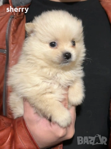 Померани, снимка 5 - Померан - 54321162