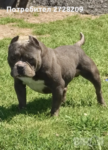 Американско Були Покет/American Bully Pocket , снимка 1
