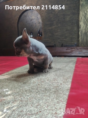 Френски булдог 