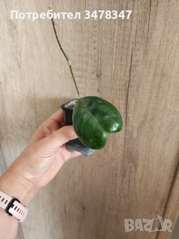 Хоя Deykeae, снимка 2 - Стайни растения - 51865975