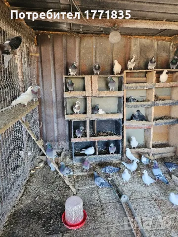 продавам гълъби на куп