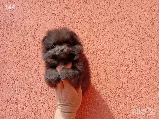 Женски Померани. Реални снимки от 29.04.2026 г. , снимка 3 - Померан - 54293722