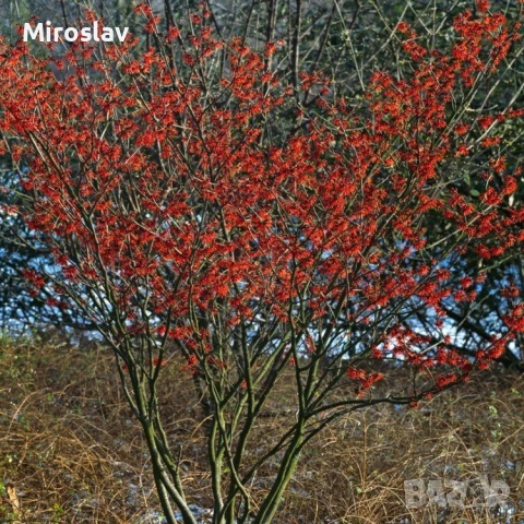 Вещерско дърво-(Магически лешник ), снимка 5 - Градински цветя и растения - 54305629