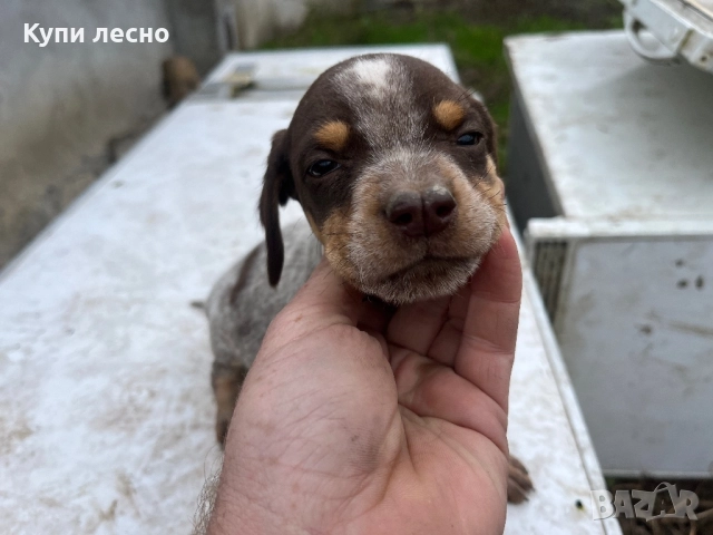 Кученца за трюфели , снимка 9 - Други - 51565937