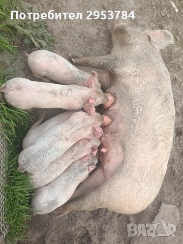 домашни прасета., снимка 3 - Прасета - 54227844