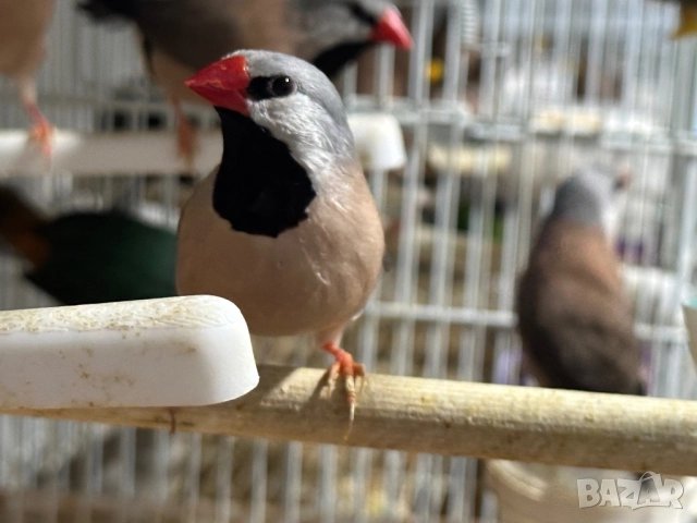 Продавам Остроопашати Амадини , снимка 2 - Амадини - 51716735