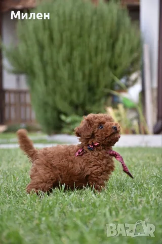 Той пудел Toy poodle, снимка 10 - Пудели - 55006000
