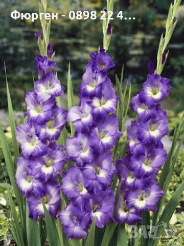 🌸 Луковици Гладиоли (Gladiolus), снимка 13 - Разсади - 53145212