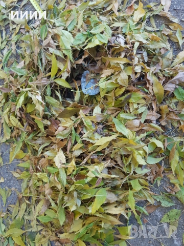 Голям стъпков капан със зъби 2, снимка 4 - Антикварни и старинни предмети - 52884693