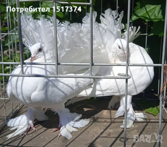 Двойка гълъби фенерлии , снимка 2 - Гълъби - 50530849