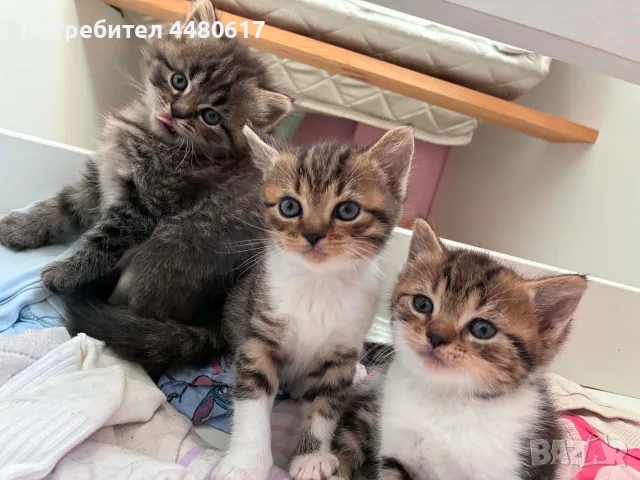 Подарявам котета