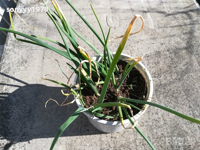 ЛУК-ЗА КОЛЕКЦИЯ ДЕКОР ЗА САЛАТАТА 2302240859, снимка 6 - Градински цветя и растения - 44428929