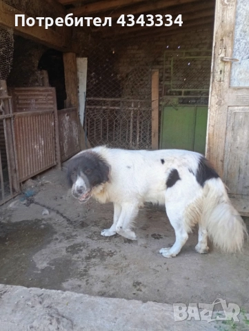 Българско овчарско куче