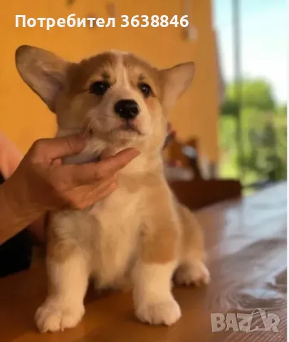 Уелско корги, снимка 3 - Други - 48377753