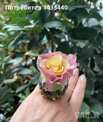 Обеци от серията “Тайната градина” на дизайнерката Анелия Милчева, снимка 4 - Обеци - 41678197