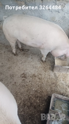 Продавам прасе