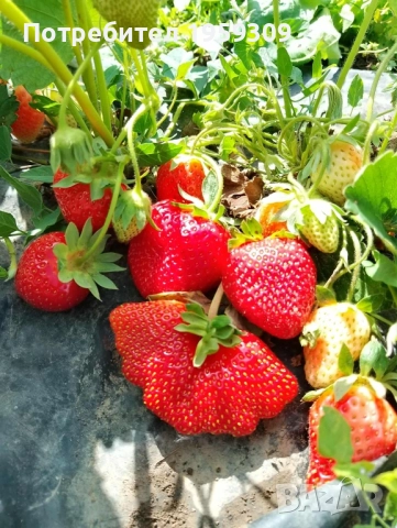 Разсад Ягоди 