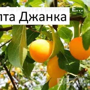 Плодни дръвчета , снимка 14 - Разсади - 49420186