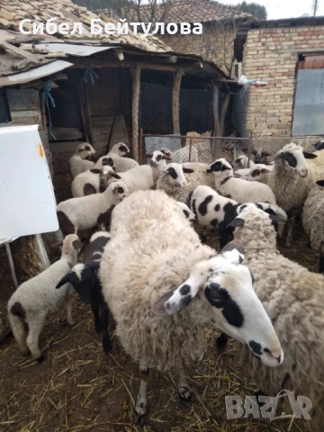 Продавам овце с техните малки, снимка 2 - Овце - 53940257