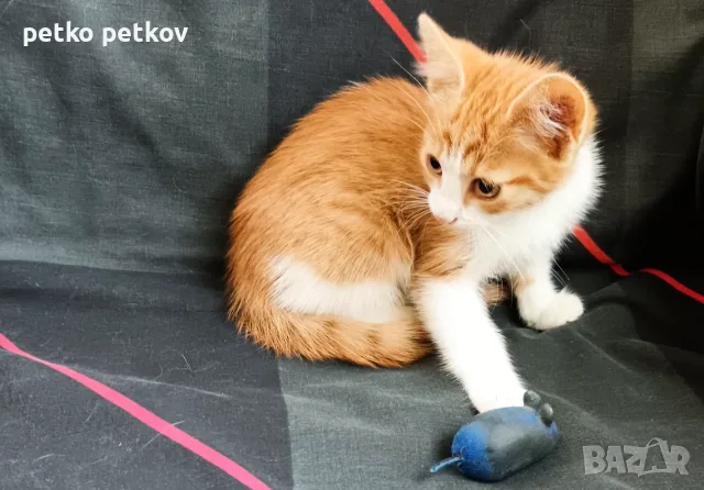Подарявам малки котенца на три месеца, снимка 8 - Други - 56067925
