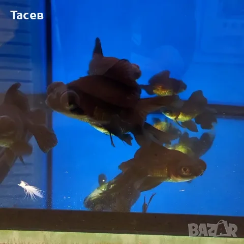 Черен телескоп 8см