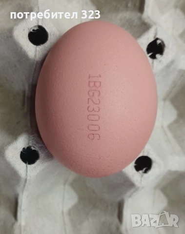 Пресни и вкусни яйца от свободни кокошки , снимка 4 - Кокошки и пуйки - 53037474