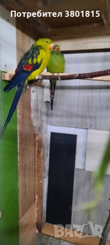 Планински папагали, снимка 3 - Папагали - 52241082