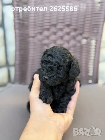Той пудел toy poodle, снимка 6 - Пудели - 56356970