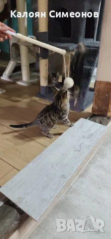Екзотични котета, снимка 8 - Бенгалски - 54357737