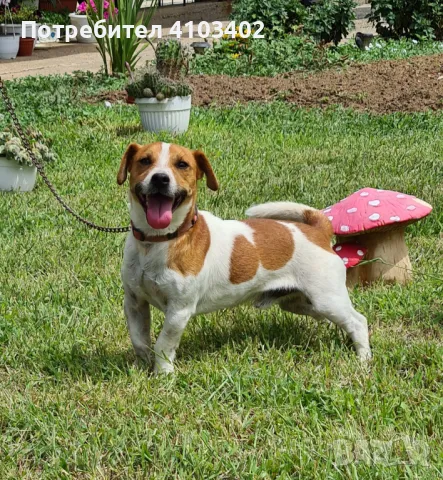 Джак Ръсел териер , снимка 2 - Джак ръсел териер - 50067142