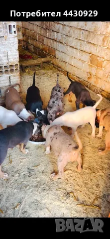 American Bully XL, снимка 7 - Американски стафордширски териер - 56546345