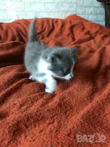 ангорски котета, снимка 4 - Ангорски - 56426784
