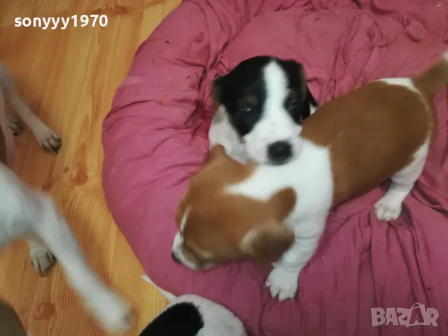 ДЖАК РЪСЕЛ БЕБЕТА 2025-ТА 3001251931, снимка 8 - Джак ръсел териер - 48897880