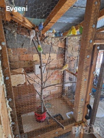 Вълнисти папагали , снимка 5 - Папагали - 51473102