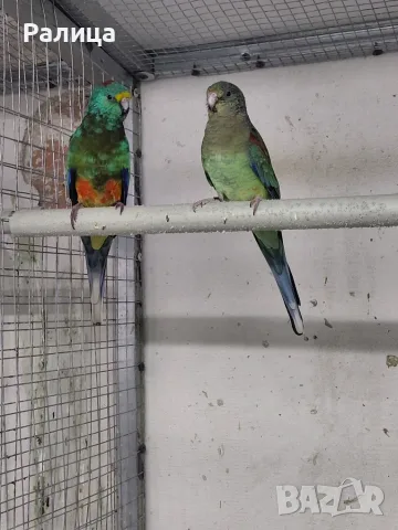 Пойни папагали🦜, снимка 2 - Папагали - 56343836