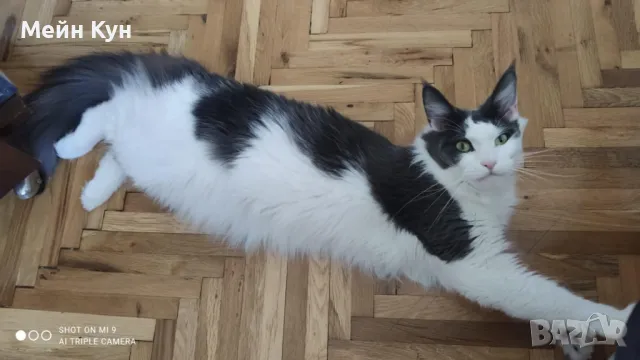 Търсим мъжки Мейн Кун с родословие, снимка 5 - Търси партньор - 44899104