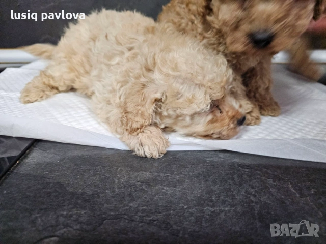 Пудел той, снимка 12 - Пудели - 53214749