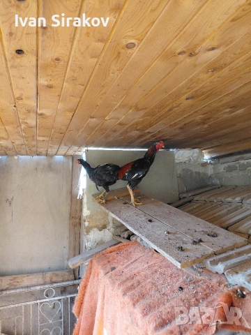 продавам две петлета порода Hint Horozu, снимка 2 - други­ - 54064313