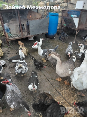 Неми патици, снимка 4 - Патици и гъски - 52582988