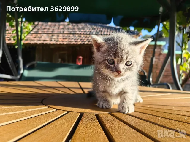 правоухи и клепоухи шотландски котета, снимка 2 - Други - 56275721