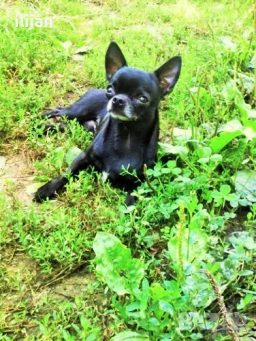 Мъжки мини чихуахуа за разплод