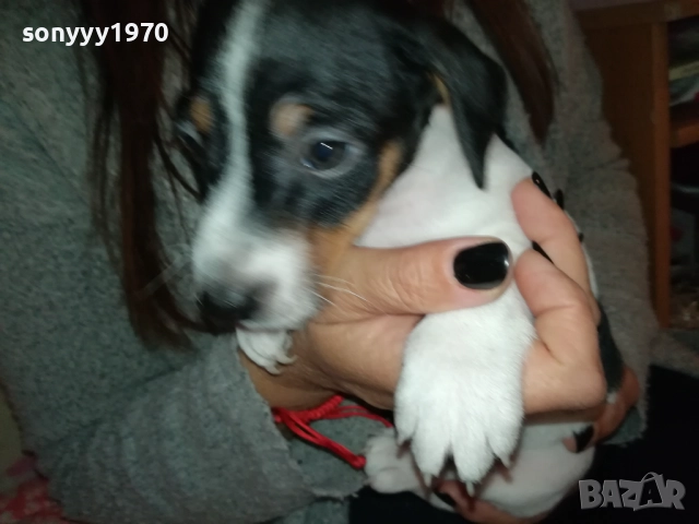 ДЖАК РЪСЕЛ БЕБЕШОЦИ 40 ДЕНА 0210251842, снимка 6 - Джак ръсел териер - 51924045