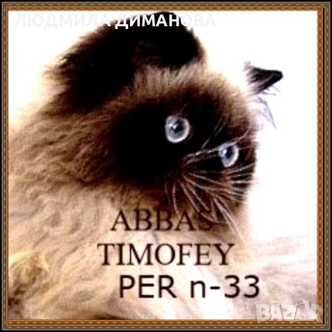 Персийско екзотично момиче. , снимка 7 - Персийска - 52690091