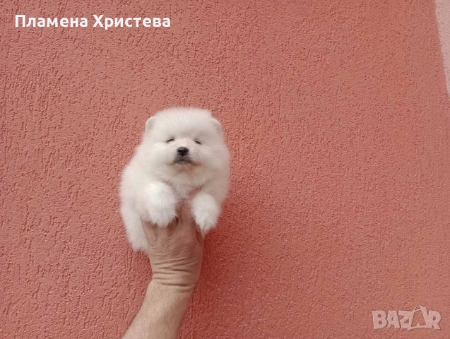 Померани.Реални снимки от 29.03.26 , снимка 4 - Померан - 54019940